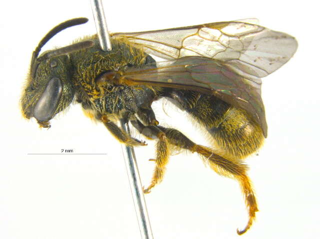 Lasioglossum bruneri (Crawford 1902)的圖片