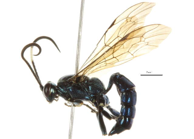 Image of Coelichneumon eximius (Stephens 1835)