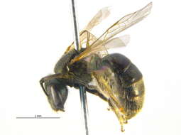 Lasioglossum lineatulum (Crawford 1906) resmi