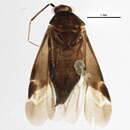 Image of Plagiognathus cornicola Knight 1923