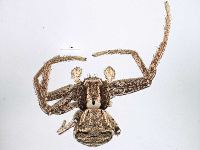 Image of Xysticus pellax O. Pickard-Cambridge 1894