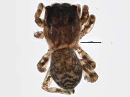 Image of Sitticus concolor (Banks 1895)