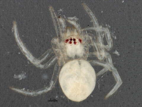 Image of Theridion glaucescens Becker 1879