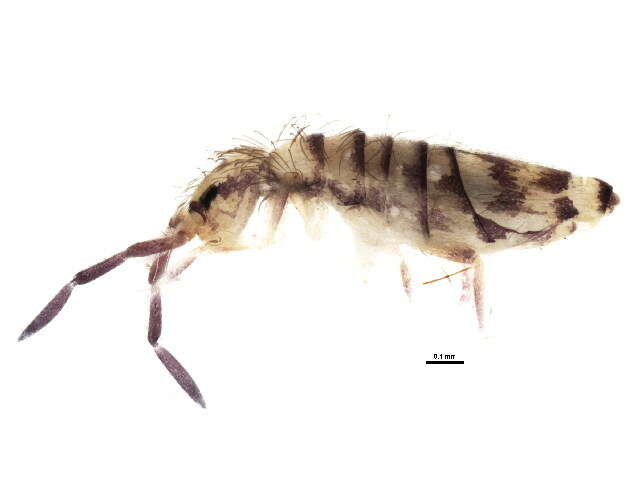 Image of Springtail