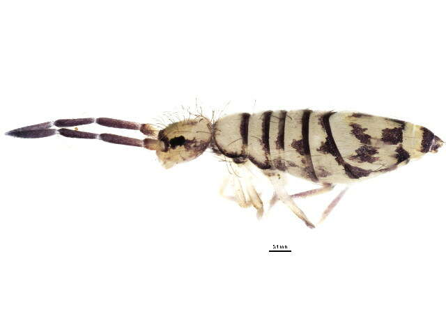 Image of Springtail