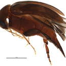 Image of Falsomordellistena liturata