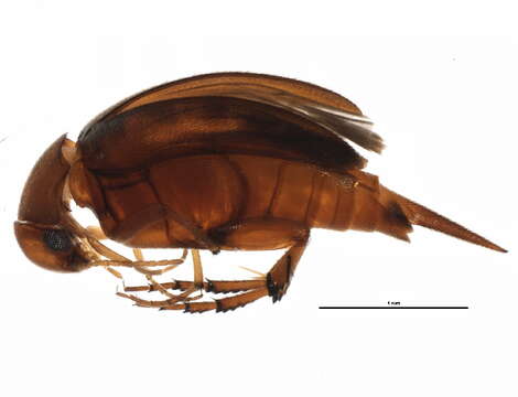 Image of Mordellina testacea (Blatchley 1910)