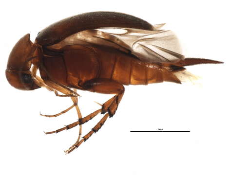 Image of Mordellina testacea (Blatchley 1910)