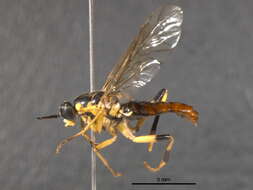 Image of Xylomya