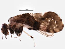 Image of Lichenomima