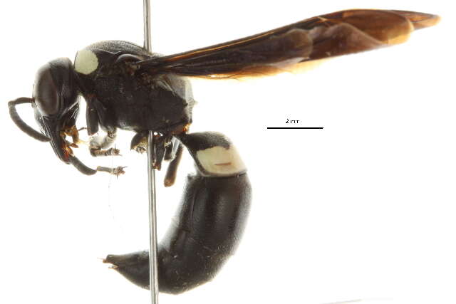 Image of Four-toothed Mason Wasp