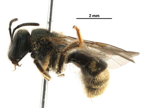 Lasioglossum bruneri (Crawford 1902)的圖片