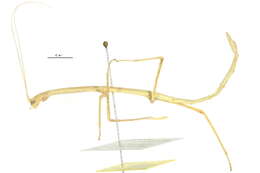 Image of Northern Walkingstick