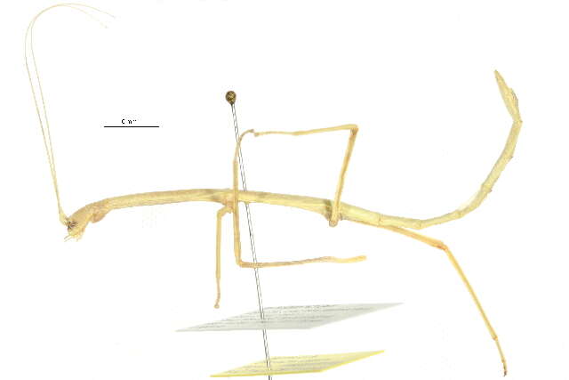 Image of Northern Walkingstick