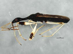 Image of Long-necked Seed Bugs