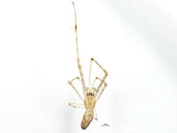 Image of Tetragnatha guatemalensis O. Pickard-Cambridge 1889