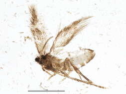 Image of Stigmella intermedia (Braun 1917) Wilkinson et al. 1979