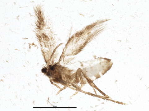 Sivun Stigmella intermedia (Braun 1917) Wilkinson et al. 1979 kuva