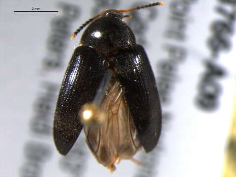 Image of polypore fungus beetles