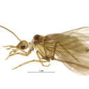 Image of Coniopteryginae