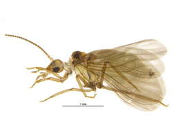 Image of Coniopteryginae