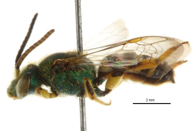 Image of Silky Agapostemon