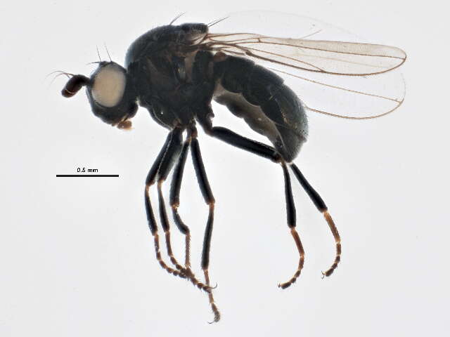 Image of Microlytogaster extera (Cresson 1924)