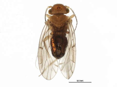 Image of Ectopsocopsis