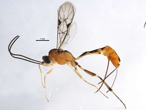 Image of Pristomerus