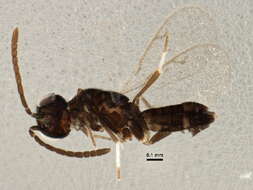 Image of Brasema leucothysana Gibson 1995