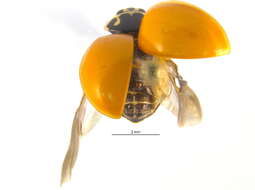 Image of Polished Lady Beetle