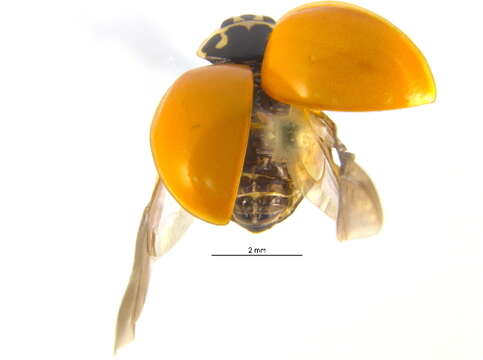 Image of Spotless Lady Beetles