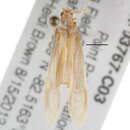 Image of Triaenodes connatus Ross 1959