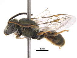 Lasioglossum pictum (Crawford 1902)的圖片