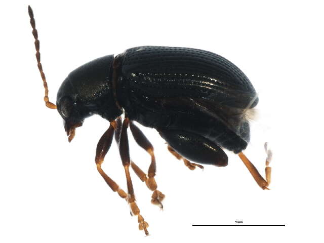 Image of Corn Flea Beetle