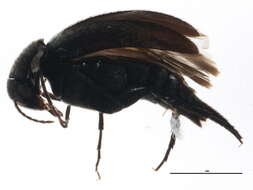 Image of Mordellina nigricans (Melsheimer 1845)