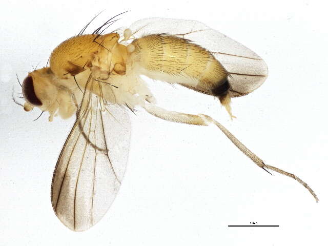 Image of Sobarocephala atricornis Sabrosky & Steyskal 1974