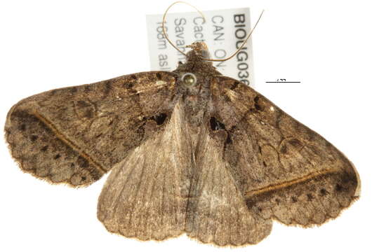 Image of Black Bit Moth