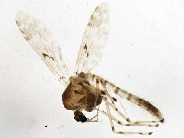 Image of Ablabesmyia annulata (Say 1823)