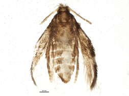 Sivun Stigmella intermedia (Braun 1917) Wilkinson et al. 1979 kuva