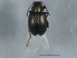 Image of Corn Flea Beetle