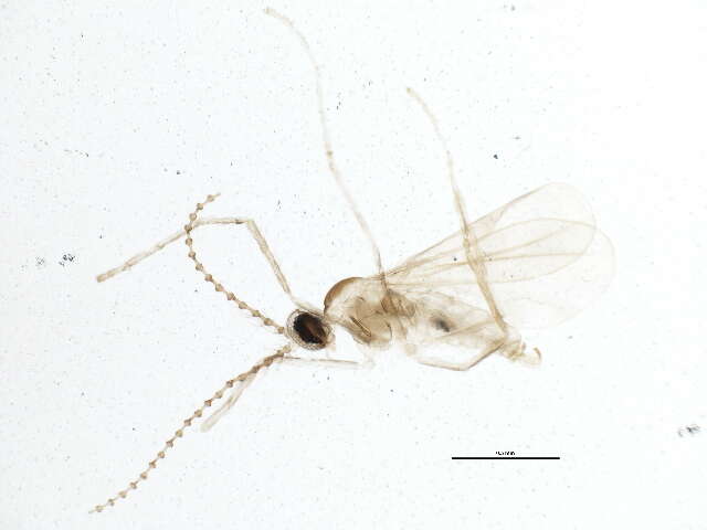 Image de Asteromyia carbonifera (Osten Sacken 1862)