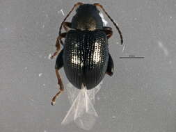 Image of Corn Flea Beetle