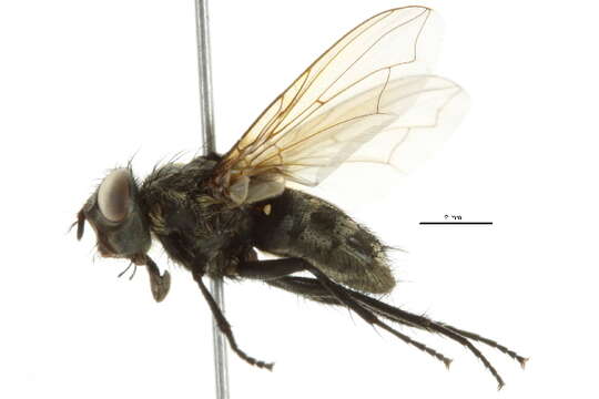 Image of Black-based cluster fly