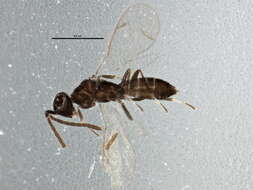 Image of Brasema leucothysana Gibson 1995