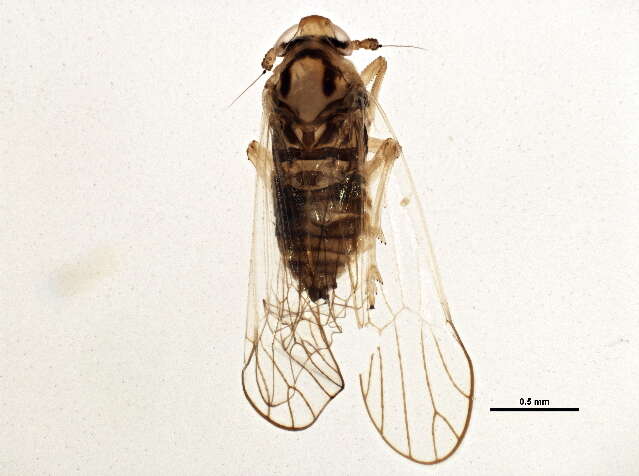 Image of Fulgoroidea