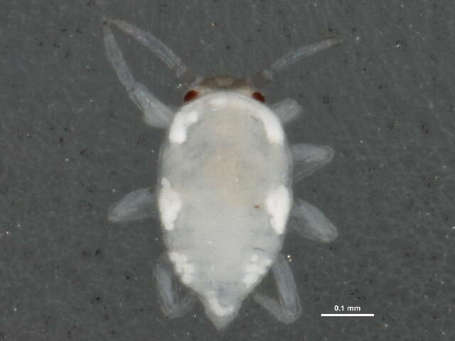 Image of Coniopteryginae