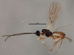 Image of Parahormius