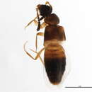 Myrmedonota aidani Maruyama & Klimaszewski 2008 resmi