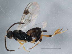 Image of <i>Apanteles samarshalli</i> Fernández-Triana